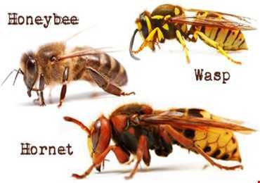 Ong mật, ong bắp cày và ong vò vẽ