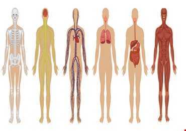 10 hiểu biết sai lệch về cơ thể con người
