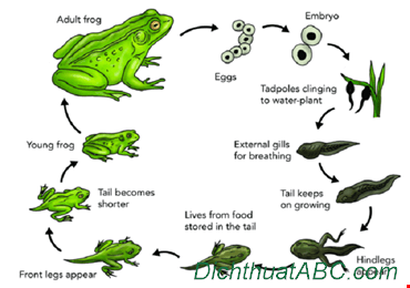 Vòng đời của một con ếch