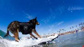 Cuộc thi lướt sóng của những chú chó đến từ California