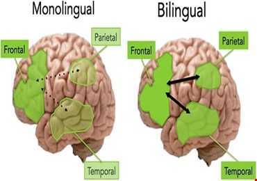 Sử dụng hai ngôn ngữ thường xuyên sẽ giúp não bộ tiếp nhận thông tin tốt hơn