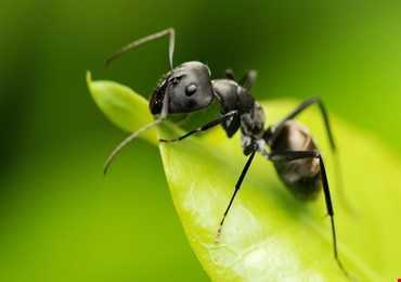 9 loài côn trùng gây khó chịu nhất 